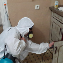 Дезинфекция от муравьев в квартире в Старой Купавне